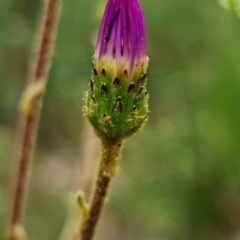 Olearia tomentosa at Wandandian, NSW - 21 Sep 2022