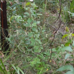 Olearia tomentosa at Wandandian, NSW - 21 Sep 2022