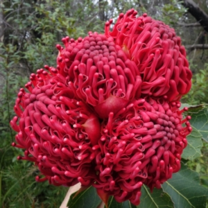 Telopea speciosissima at Yerriyong, NSW - 21 Sep 2022