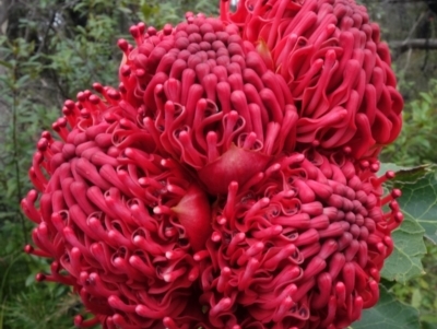 Telopea speciosissima (NSW Waratah) at Yerriyong, NSW - 21 Sep 2022 by RobG1