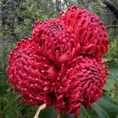 Telopea speciosissima (NSW Waratah) at Jerrawangala National Park - 21 Sep 2022 by RobG1