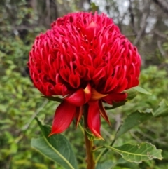 Telopea speciosissima at Yerriyong, NSW - suppressed