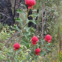Telopea speciosissima at Yerriyong, NSW - 21 Sep 2022