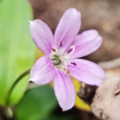 Schelhammera undulata (Lilac Lily) at Jerrawangala National Park - 21 Sep 2022 by RobG1