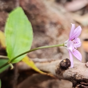 Schelhammera undulata at Wandandian, NSW - 21 Sep 2022