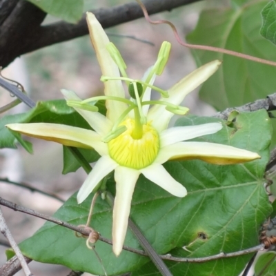 Passiflora herbertiana subsp. herbertiana (Native Passionfruit) at Jerrawangala National Park - 21 Sep 2022 by RobG1