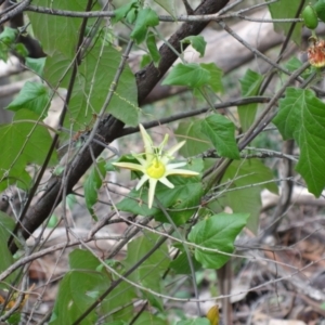 Passiflora herbertiana subsp. herbertiana at Wandandian, NSW - 21 Sep 2022