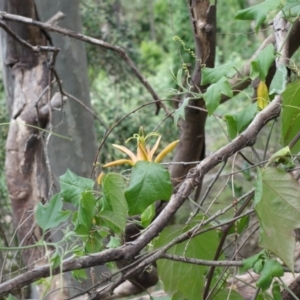 Passiflora herbertiana subsp. herbertiana at Wandandian, NSW - 21 Sep 2022