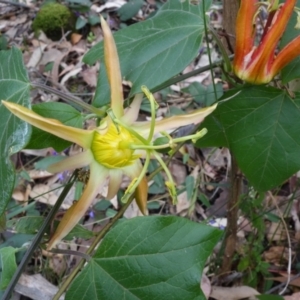 Passiflora herbertiana subsp. herbertiana at Wandandian, NSW - 21 Sep 2022