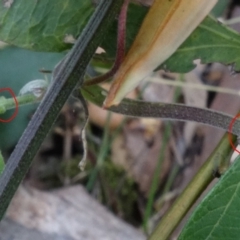 Passiflora herbertiana subsp. herbertiana at Wandandian, NSW - 21 Sep 2022