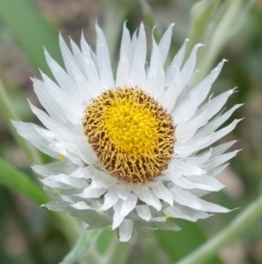Coronidium elatum (White Everlasting Daisy) at Wandandian, NSW - 21 Sep 2022 by RobG1