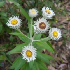 Coronidium elatum at Wandandian, NSW - 21 Sep 2022