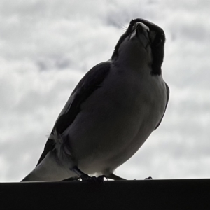 Cracticus torquatus at Caboolture, QLD - 16 Jul 2023 11:00 AM