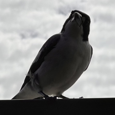 Cracticus torquatus (Grey Butcherbird) at Caboolture, QLD - 16 Jul 2023 by JimL