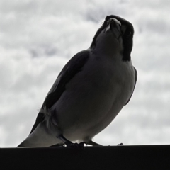 Cracticus torquatus (Grey Butcherbird) at Caboolture, QLD - 16 Jul 2023 by JimL