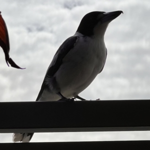 Cracticus torquatus at Caboolture, QLD - 16 Jul 2023 11:00 AM