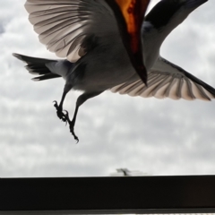 Cracticus torquatus at Caboolture, QLD - 16 Jul 2023 11:00 AM