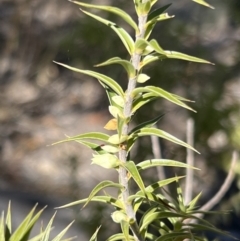 Melichrus urceolatus (Urn Heath) at Girraween National Park - 15 Jul 2023 by JimL