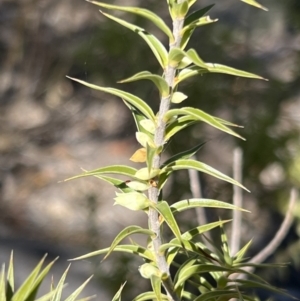 Melichrus urceolatus at Girraween, QLD - 15 Jul 2023 10:24 AM