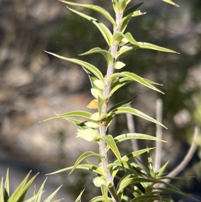 Melichrus urceolatus (Urn Heath) at Girraween National Park - 15 Jul 2023 by JimL