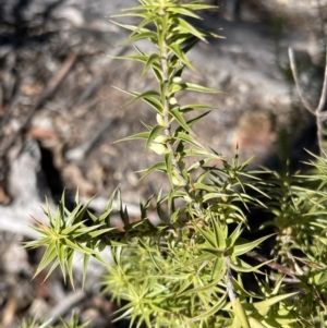 Melichrus urceolatus at Girraween, QLD - 15 Jul 2023