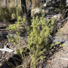 Melichrus urceolatus at Girraween, QLD - 15 Jul 2023 10:24 AM