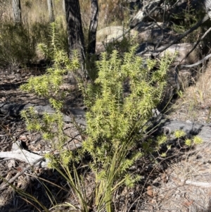 Melichrus urceolatus at Girraween, QLD - 15 Jul 2023