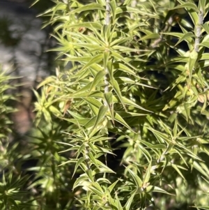 Melichrus urceolatus at Girraween, QLD - 15 Jul 2023