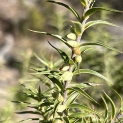 Melichrus urceolatus at Girraween, QLD - 15 Jul 2023 10:24 AM