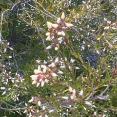 Acrothamnus melaleucoides at Girraween, QLD - 15 Jul 2023 by JimL