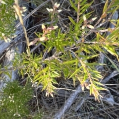 Acrothamnus melaleucoides at Girraween, QLD - 15 Jul 2023