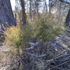 Acrothamnus melaleucoides at Girraween, QLD - 15 Jul 2023