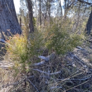 Acrothamnus melaleucoides at Girraween, QLD - 15 Jul 2023 10:21 AM