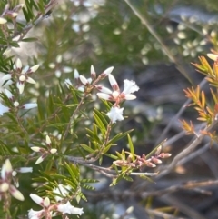 Acrothamnus melaleucoides at Girraween, QLD - 15 Jul 2023 10:21 AM