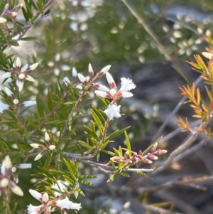 Acrothamnus melaleucoides at Girraween, QLD - 15 Jul 2023