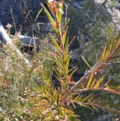 Acrothamnus melaleucoides at Girraween, QLD - 15 Jul 2023