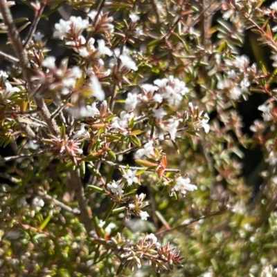 Acrothamnus melaleucoides at Girraween National Park - 15 Jul 2023 by JimL