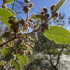 Pomaderris prunifolia var. prunifolia at Girraween, QLD - 15 Jul 2023 by JimL