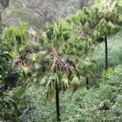 Livistona australis (Australian Cabbage Palm) at Jerrawangala National Park - 21 Sep 2022 by RobG1