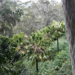 Livistona australis at Wandandian, NSW - suppressed