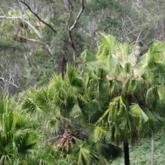 Livistona australis at Wandandian, NSW - suppressed