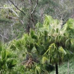 Livistona australis at Wandandian, NSW - 21 Sep 2022