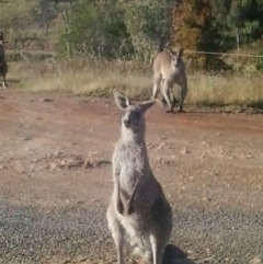 Macropus giganteus (Eastern Grey Kangaroo) at Yass River, NSW - 25 Nov 2022 by 120Acres