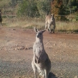 Macropus giganteus at Yass River, NSW - suppressed