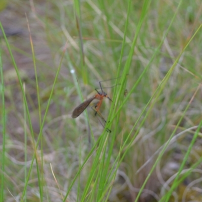 Harpobittacus australis (Hangingfly) at Yass River, NSW - 5 Nov 2021 by 120Acres