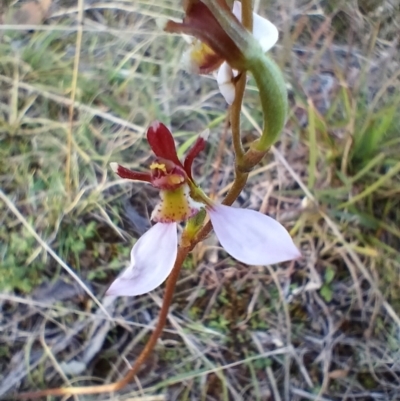 Eriochilus cucullatus (Parson's Bands) at Yass River, NSW - 18 Apr 2023 by 120Acres