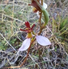 Eriochilus cucullatus (Parson's Bands) at Yass River, NSW - 18 Apr 2023 by 120Acres