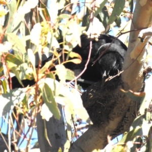 Corcorax melanorhamphos at Kambah, ACT - suppressed