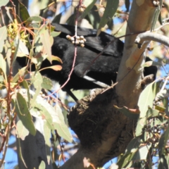 Corcorax melanorhamphos at Kambah, ACT - suppressed