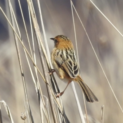 Cisticola exilis (Golden-headed Cisticola) at Lions Youth Haven - Westwood Farm - 16 Jul 2023 by HelenCross